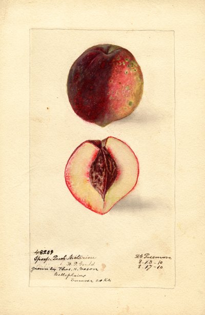 Sport perziknectarine (Prunus persica) (aquarel) door Deborah Griscom Passmore