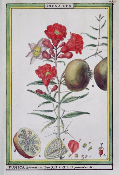 Granaatappelboom, uit Florindie ou Historie physico-economique des vegetaux de la Torride, 1789 door Delahaye