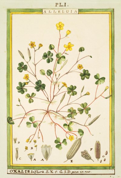 Bermuda boterbloem (Oxalis biflora of pes-caprae), aquarel door Delahaye door Delahaye Delahaye