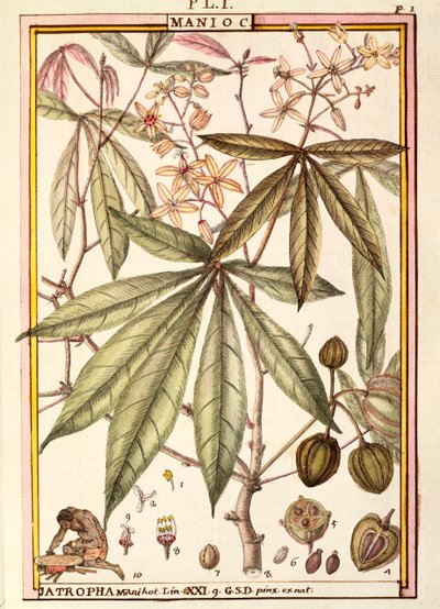 Cassave (Jatropha manihot), door Delahaye, aquarel door Delahaye Delahaye