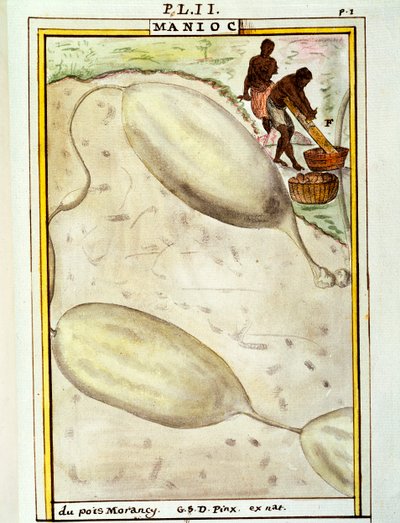Cassave of maniok (Manihot esculenta), aquarel door Delahaye door Delahaye Delahaye