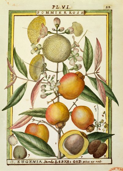 Malabar Pruim of Rozenappel (Eugenia Jambos of Syzygium Jambos), aquarel door Delahaye door Delahaye Delahaye