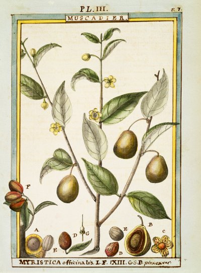 Nootmuskaat (Myristica fragrans of officinalis), aquarel door Delahaye door Delahaye Delahaye