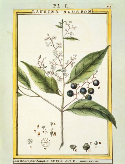 Rode Laurier (Laurus borbonia of Persea carolinensis), aquarel door Delahaye door Delahaye Delahaye
