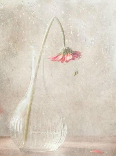  door Delphine Devos