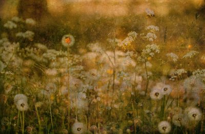  door Delphine Devos