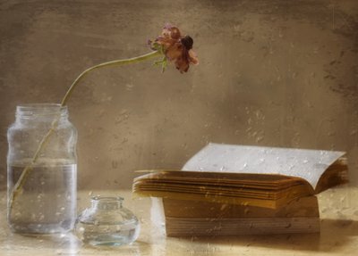 Melancholische bloei en boek door Delphine Devos