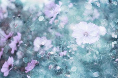 Zachte pastelkleurige cosmosbloemen door Delphine Devos