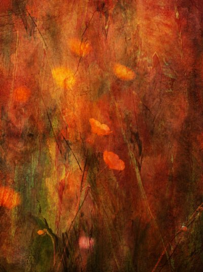 door Delphine Devos