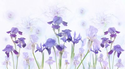 Dromerige lavendelkleurige irissen door Denis O Reilly