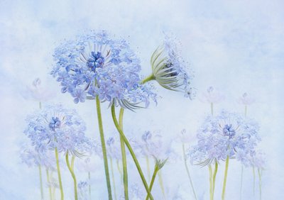Etherische blauwe bloemen door Denis O Reilly