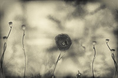  door Desislava Ignatova