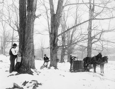 Sap verzamelen in een Vermont esdoorn suiker kamp door Detroit Publishing Co.