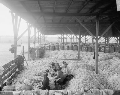 Katoen sorteren voor de Atlantic Cotton Compress Company, Pensacola, Florida door Detroit Publishing Co.