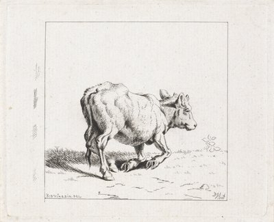 Zich oprichtend kalf door Diederik Jan Singendonck
