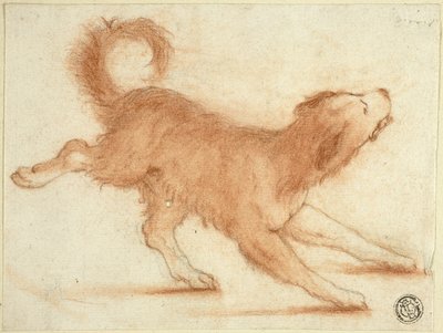 Grommende hond, klaar om toe te slaan door Dirk Valkenburg