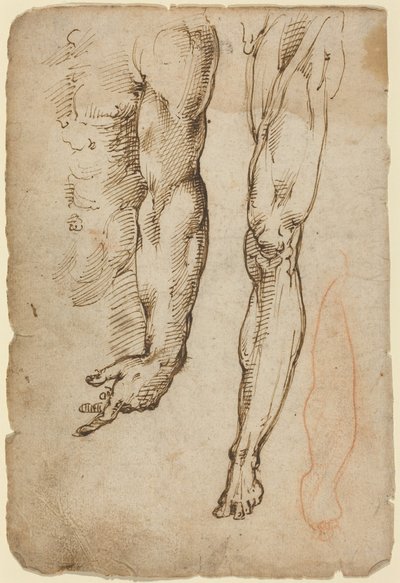 Anatomische studies door Domenico Beccafumi