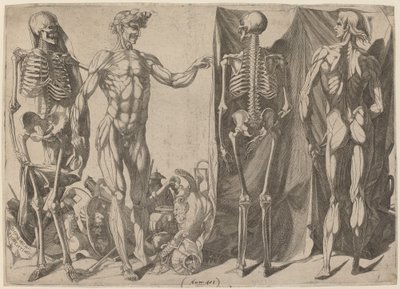 Skeletten en ontvelde lichamen door Domenico del Barbiere
