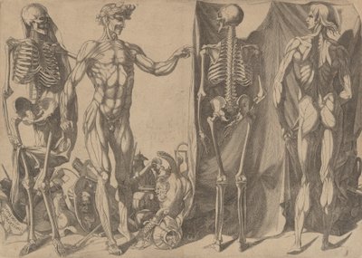 Twee gevilde mannen en hun skeletten, ca. 1540-45 door Domenico del Barbiere