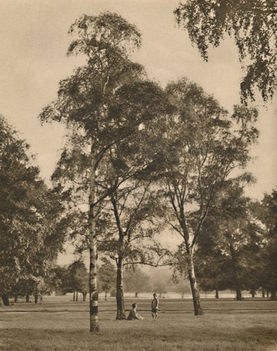 Het kantwerk van de bladeren: Een zomerochtend in Hyde Park, ca. 1935 door Donald McLeish