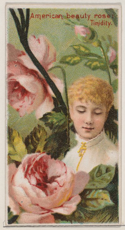 American Beauty Rose: Verlegenheid, uit de serie Floral Beauties and Language of Flowers, 1892 door Donaldson Brothers