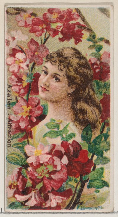 Azalea: Aantrekking, uit de serie Bloemschoonheden en Taal van Bloemen N75 voor Duke, 1892 door Donaldson Brothers