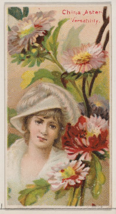 China Aster: Veelzijdigheid, uit de serie Floral Beauties and Language of Flowers N75 fo..., 1892 door Donaldson Brothers