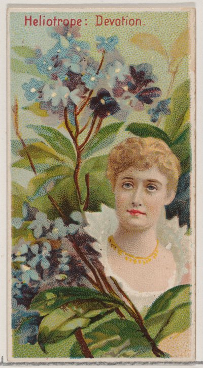 Heliotroop: Devotie, uit de serie Floral Beauties and Language of Flowers N75 voor Du..., 1892 door Donaldson Brothers