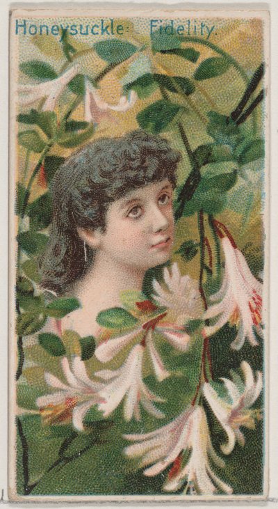 Kamperfoelie: Trouw, uit de serie Bloemenschoonheden en de taal van bloemen N75 voor D..., 1892 door Donaldson Brothers