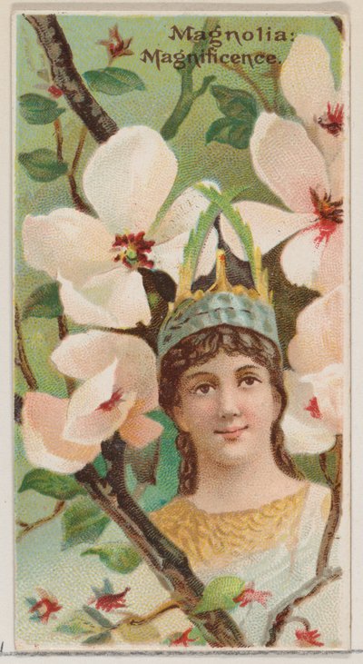Magnolia: Pracht, uit de serie Bloemenschoonheden en de taal van bloemen N75 voor..., 1892 door Donaldson Brothers