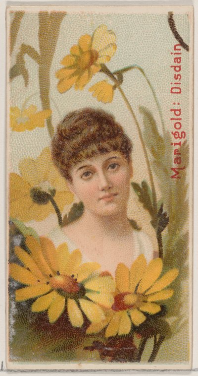 Goudsbloem: Minachting, uit de serie Bloemenschoonheden en de taal van bloemen door Donaldson Brothers