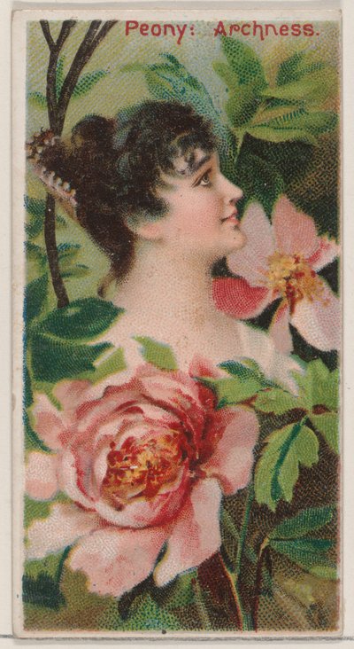 Pioen: Archness, uit de serie Floral Beauties and Language of Flowers door Donaldson Brothers