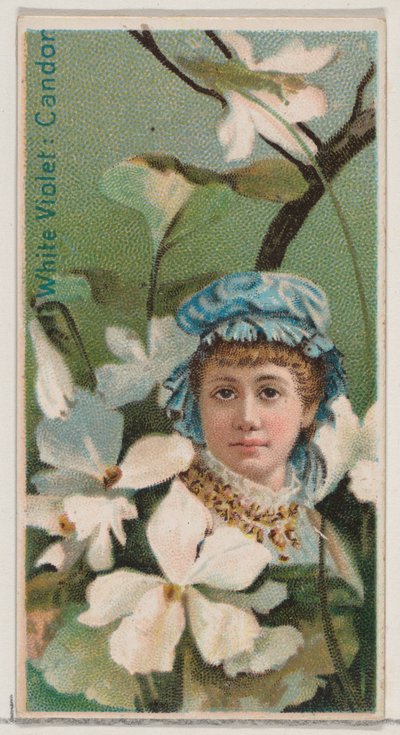 Witte viooltjes: Oprechtheid, uit de serie Bloemenschoonheden en de taal van bloemen N75 voor Du... door Donaldson Brothers