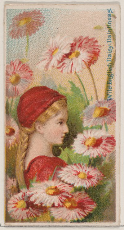 Wilde Engelse madelief: Sierlijkheid, uit de serie Floral Beauties and Language of Flowers, 1892 door Donaldson Brothers