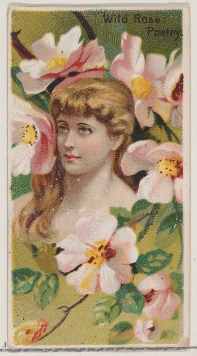 Wilde Roos: Poëzie, uit de serie Floral Beauties and Language of Flowers N75 voor Duke, 1892 door Donaldson Brothers