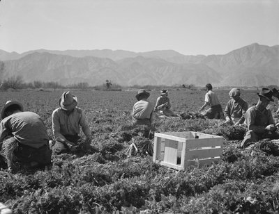 Worteltrekkers uit Texas, Oklahoma, Missouri, Arkansas en Mexico, Californië door Dorothea Lange