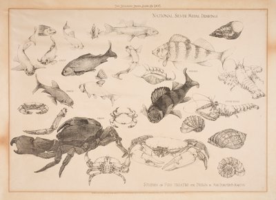 Studies van vissen behandeld voor ontwerp door Dorothy Martin