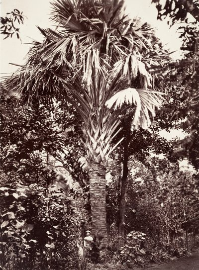 Grand Latanier, 1863 door Désiré Charnay