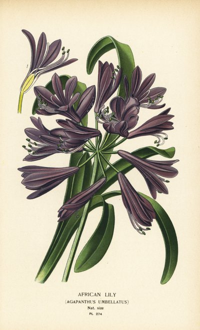 Afrikaanse lelie, Agapanthus africanus door Désiré Georges Jean Marie Bois