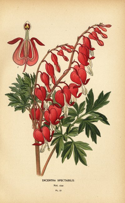 Aziatisch gebroken hart, Lamprocapnos spectabilis. door Désiré Georges Jean Marie Bois