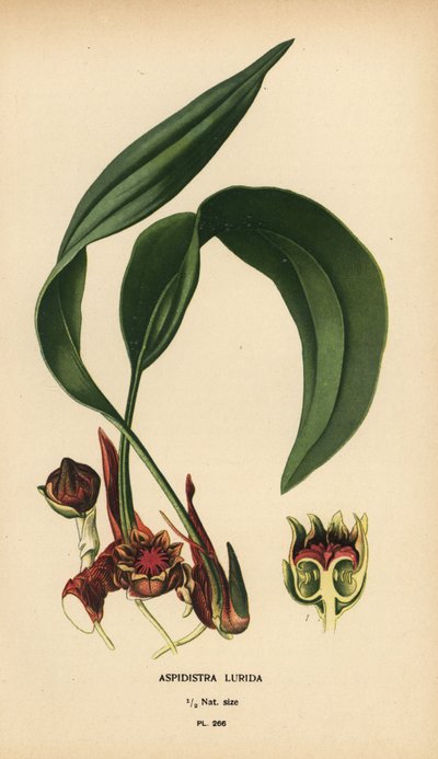 Aspidistra lurida door Désiré Georges Jean Marie Bois