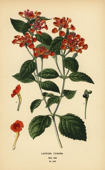 Grote salie, ghaneri of tekenbes, Lantana camara door Désiré Georges Jean Marie Bois