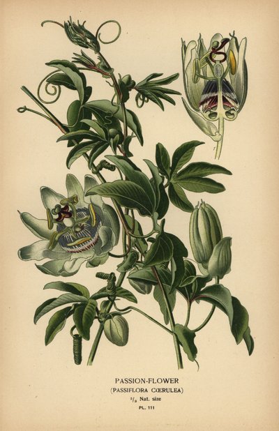 Blauwe passiebloem, Passiflora caerulea door Désiré Georges Jean Marie Bois