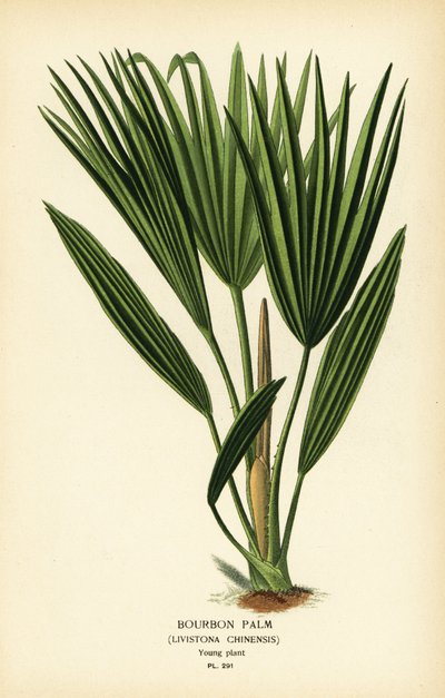 Bourbonpalm of Chinese waaierpalm, Livistona chinensis door Désiré Georges Jean Marie Bois