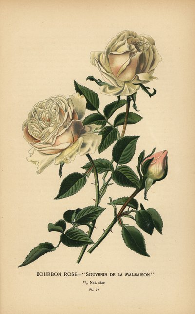 Bourbon roos, Souvenir de la Malmaison door Désiré Georges Jean Marie Bois