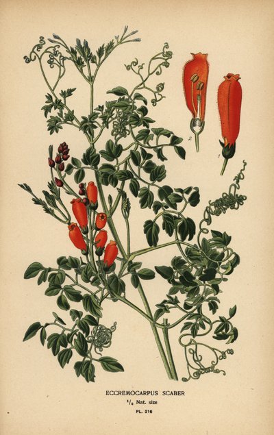 Chileense glorie-bloem, Eccremocarpus scaber door Désiré Georges Jean Marie Bois