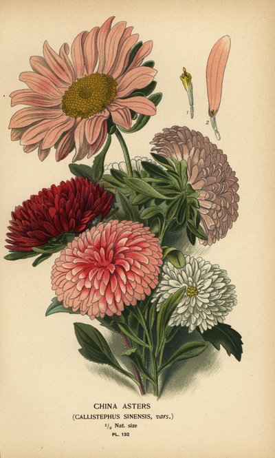 Chinese aster variëteiten, Callistephus x sinensis door Désiré Georges Jean Marie Bois