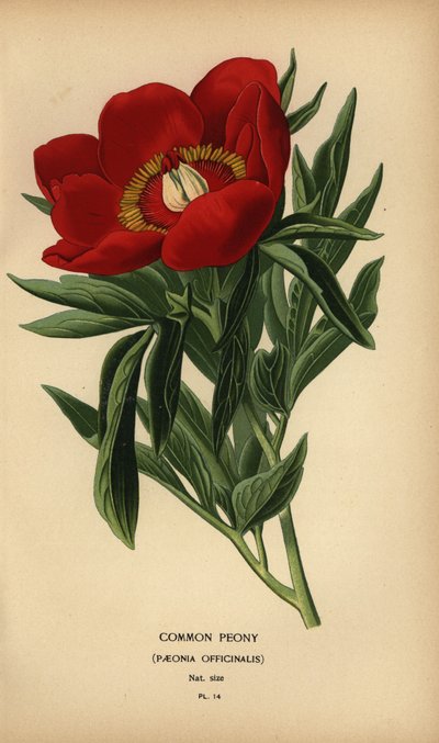 Gewone pioenroos, Paeonia officinalis door Désiré Georges Jean Marie Bois
