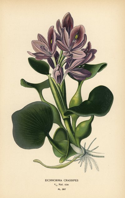 Gewone waterhyacint, Eichhornia crassipes. Chromolithografie naar een illustratie van Desire Bois uit Edward Step