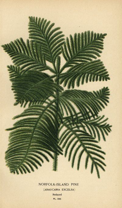 Cook-den, Araucaria columnaris. (Norfolk Island-den, Araucaria excelsa). Chromolithografie van een illustratie door Desire Bois uit Edward Step